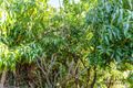 Property photo of 1/6 Cooke Close Kiara WA 6054
