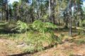 Property photo of 5 Arbortwenty-Six Road Glenwood QLD 4570