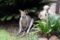 Property photo of 3 Karragata Court Tallebudgera QLD 4228