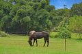 Property photo of 10 Tyalla Court Tallebudgera QLD 4228