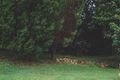 Property photo of 8 Plant Ashgrove QLD 4060