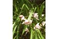 Property photo of 25 Flinders Street East Maitland NSW 2323