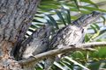 Property photo of 13-19 Treecreeper Court Elimbah QLD 4516