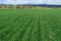 Property photo of 450 Warrah Ridge Road Quirindi NSW 2343