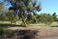 Property photo of 39 Flinders Road Hillcrest SA 5086