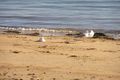 Property photo of 50 Champ Elysees Esplanade Coronet Bay VIC 3984