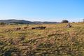 Property photo of 2814 Yass River Road Yass River NSW 2582