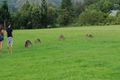 Property photo of 18 Warri Way Currumbin Valley QLD 4223