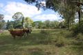 Property photo of 217 Eel Creek Road Southside QLD 4570