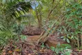 Property photo of 64 Sides Road Julatten QLD 4871
