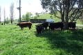 Property photo of 4800 Mitchell Highway Lucknow NSW 2800