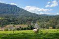 Property photo of 442 Blue Knob Road Nimbin NSW 2480