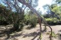 Property photo of 24 Observation Drive Rye VIC 3941