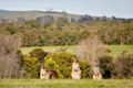 Property photo of LOT 1214 Tarago Street Wallan VIC 3756