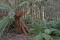 Property photo of 7 Jordan Way Mirboo North VIC 3871