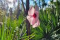 Property photo of 305 Brougham Road Fly Creek NT 0822