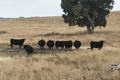 Property photo of 154 Huntingdale Road Glen Alice NSW 2849
