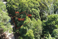 Property photo of 51 Cook Avenue Russell Island QLD 4184