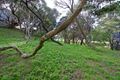 Property photo of 16 Barkala Street Rye VIC 3941