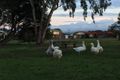 Property photo of 1/38 Dudley Parade St Leonards VIC 3223