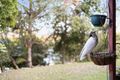 Property photo of 26 Carolyn Place Ferny Grove QLD 4055