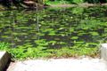 Property photo of 3 Karragata Court Tallebudgera QLD 4228