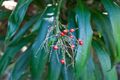 Property photo of 188 Dingo Lane Myocum NSW 2481