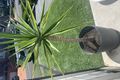 Property photo of 69 Flinders Crescent Hinchinbrook NSW 2168
