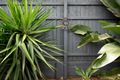 Property photo of 4 Buschman Close Redbank Plains QLD 4301