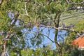 Property photo of 13 Budyan Road Grays Point NSW 2232