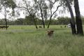 Property photo of 480 Airstrip Road Nebo QLD 4742
