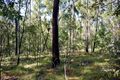 Property photo of LOT 850 Arborthirtyone Road Glenwood QLD 4570