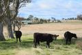 Property photo of 630 Bryans Gap Road Tenterfield NSW 2372