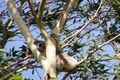 Property photo of 3 Brushtail Court Pottsville NSW 2489