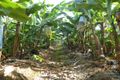 Property photo of 3 Brincat Road Utchee Creek QLD 4871