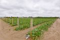 Property photo of 31 Safari Place Carabooda WA 6033