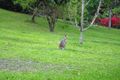 Property photo of 32 Bradman Drive Currumbin Valley QLD 4223