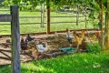 Property photo of 13150 Summerland Way Kyogle NSW 2474
