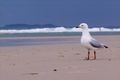 Property photo of 1 The Esplanade New Brighton NSW 2483
