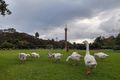 Property photo of 3/1 Thread Lane Waterloo NSW 2017