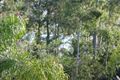 Property photo of 15 Mogareeka Avenue Mogareeka NSW 2550