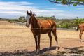 Property photo of 101 Burnside Road Strathalbyn SA 5255
