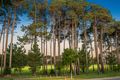 Property photo of 4 Ten Seldam Circle Winthrop WA 6150