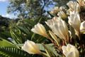 Property photo of 5 Valley View Road Ballard QLD 4352