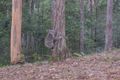 Property photo of 229 Trees Road Tallebudgera QLD 4228