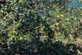 Property photo of 97 Golden Glow Road Tara QLD 4421