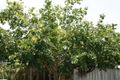 Property photo of 33 May Street Godwin Beach QLD 4511