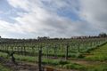 Property photo of 46 Valley Road Angaston SA 5353