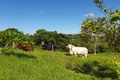 Property photo of 156 Jensens Road Farleigh QLD 4741