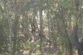 Property photo of 8 Cormorant Court Douglas QLD 4814